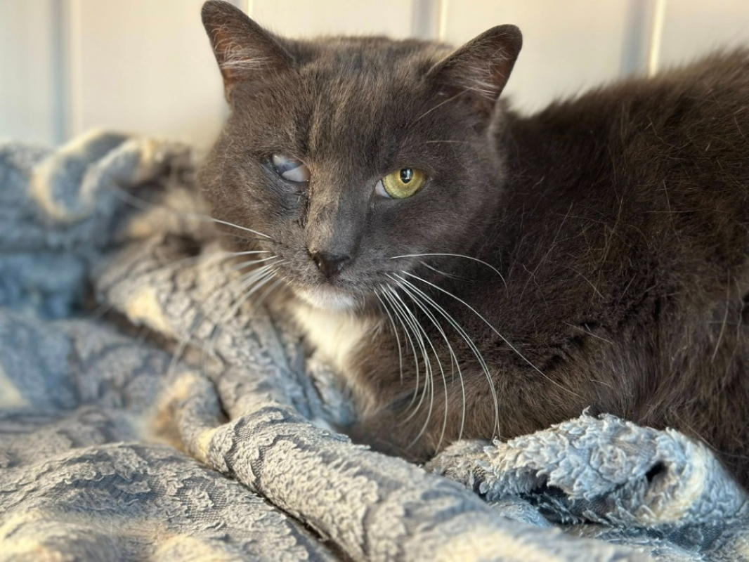 Photo #3 de Chausson