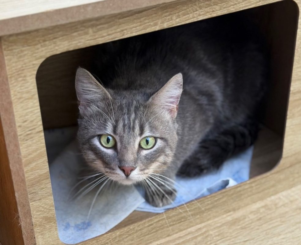 Leo - Chat Européen à adopter