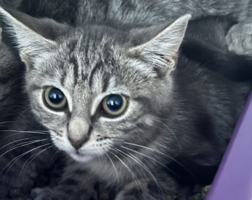 Harleyqueen - Chat Européen à adopter