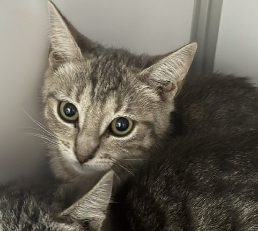 Parker - Chat Européen à adopter