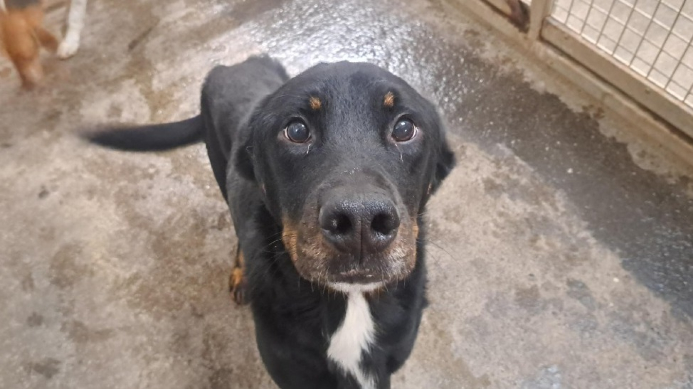 Biou - Chien à adopter