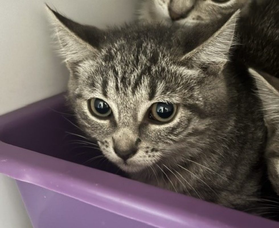 Nebula - Chat Européen à adopter