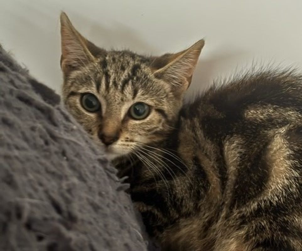 Peter - Chat Européen à adopter