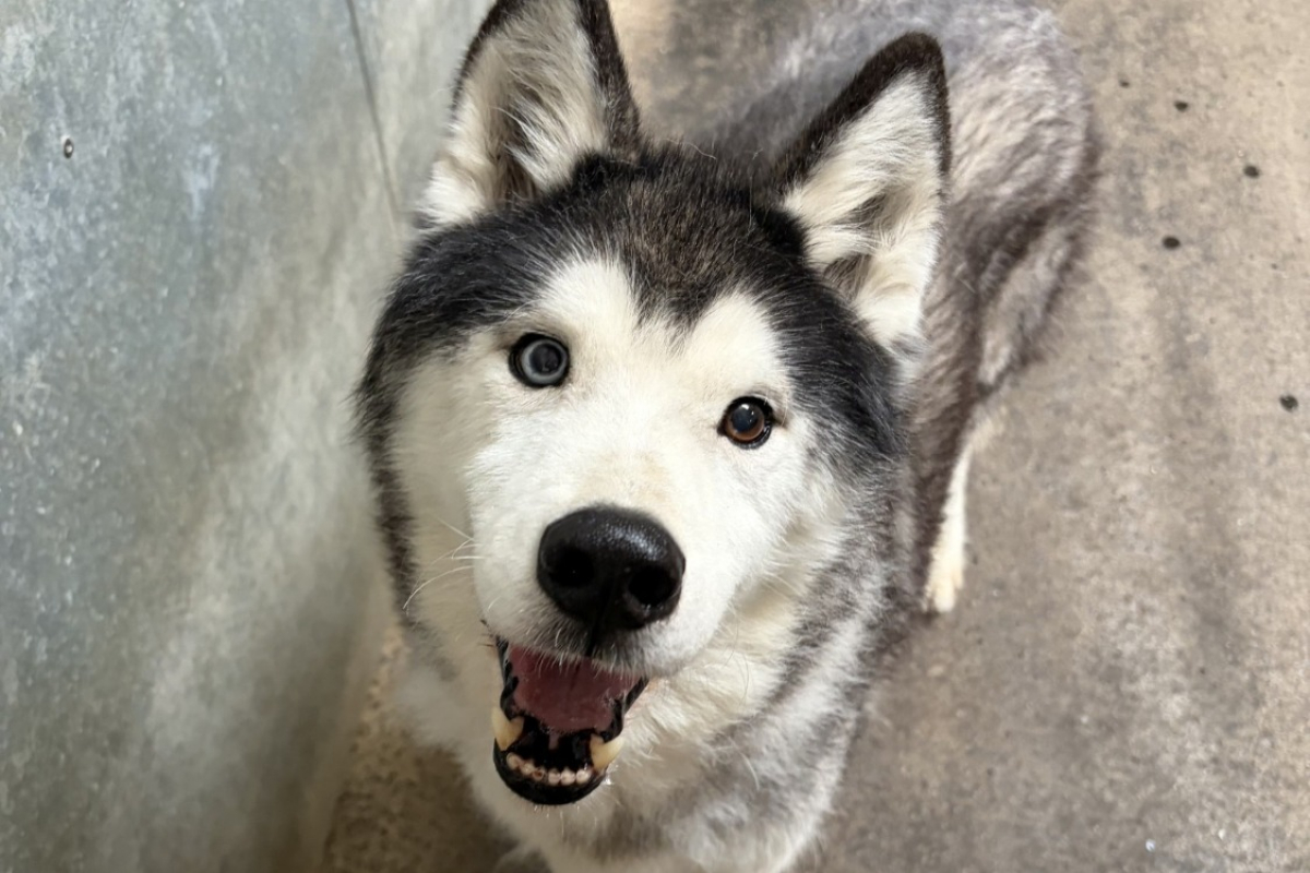 Ice - Chien Husky Sibérien à adopter
