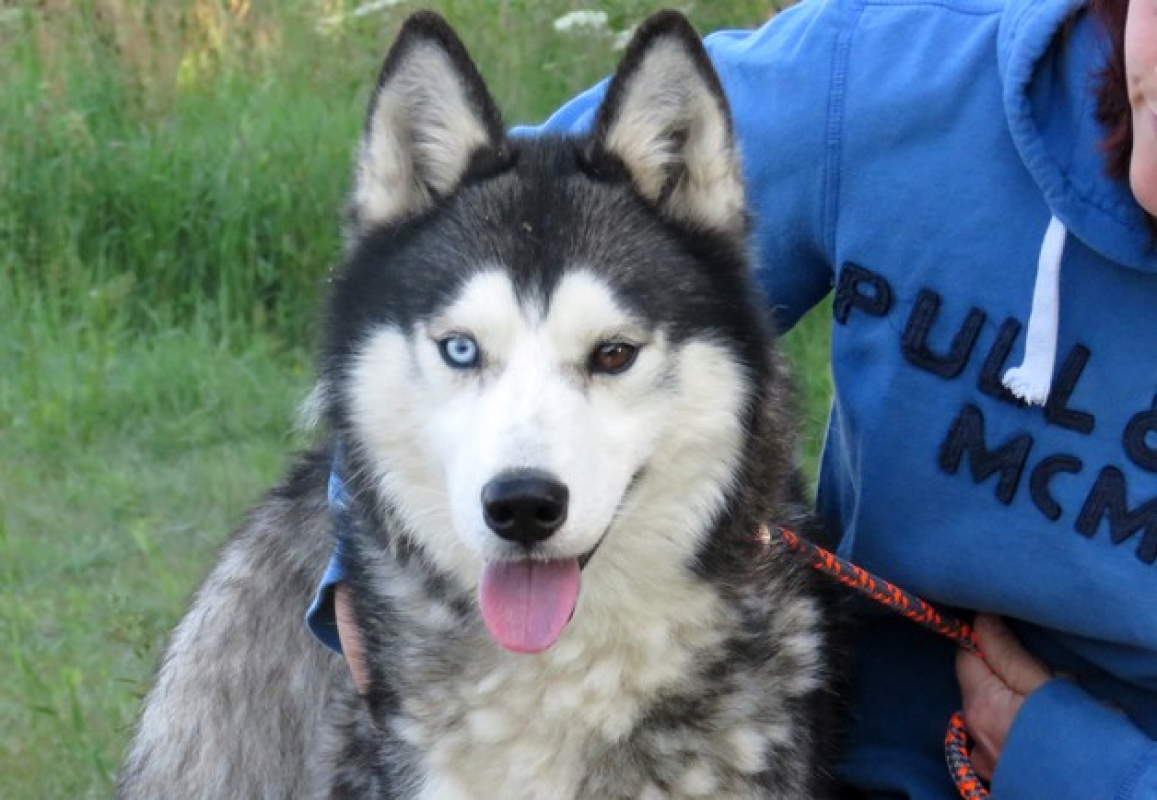 Ice - Chien Husky Sibérien à adopter - photo 2