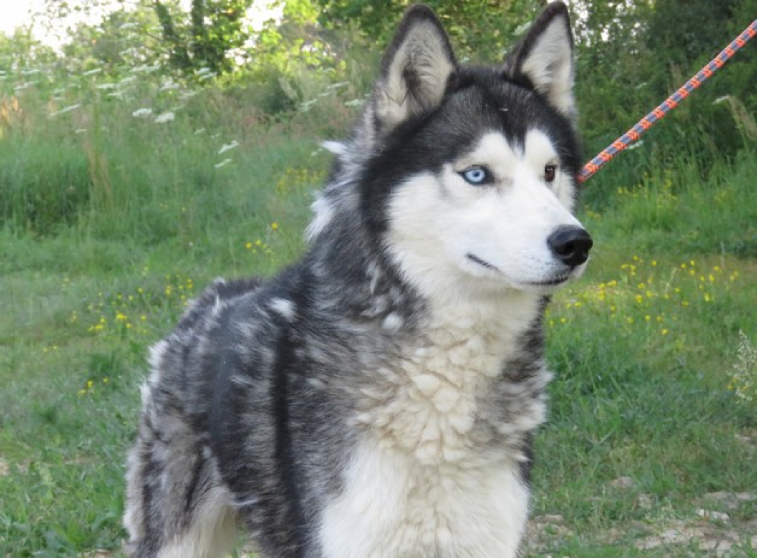 Ice - Chien Husky Sibérien à adopter - photo 3
