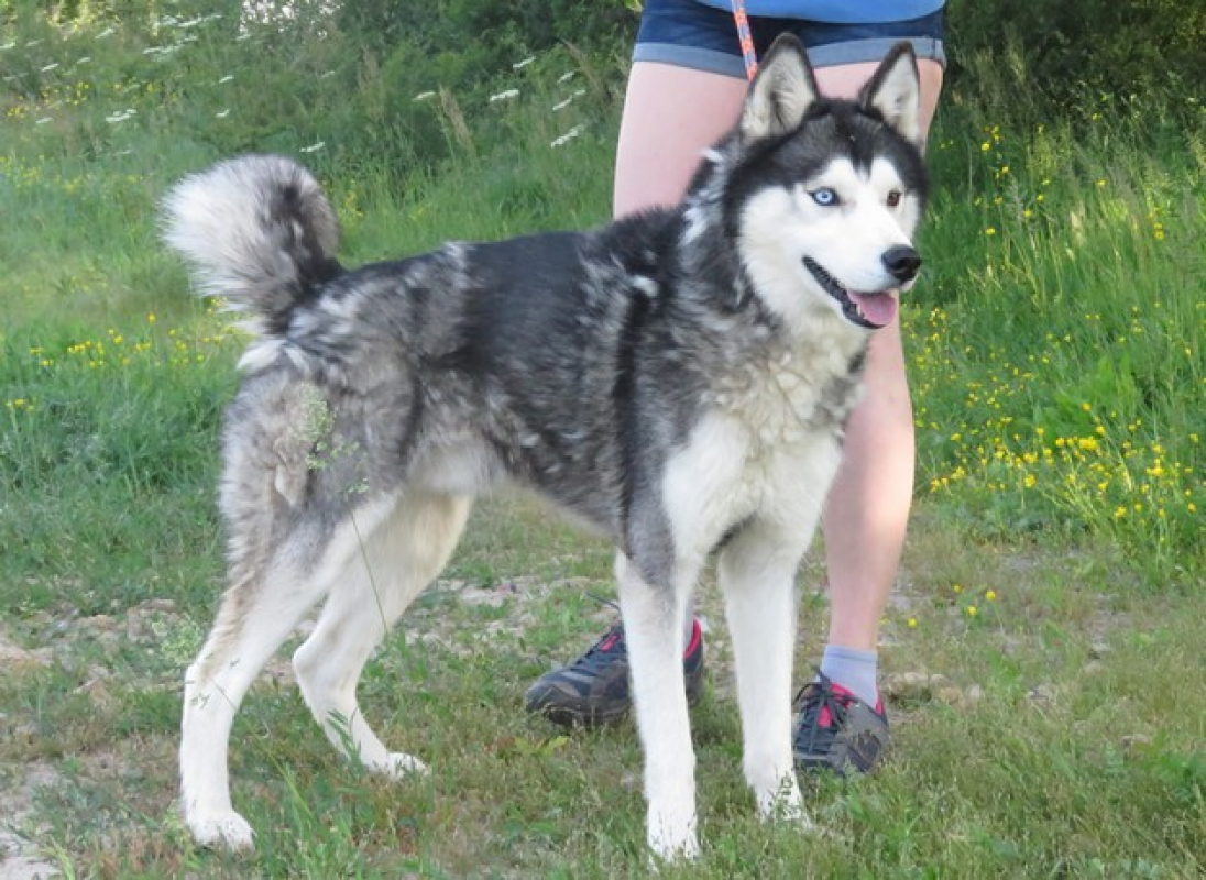 Ice - Chien Husky Sibérien à adopter - photo 4