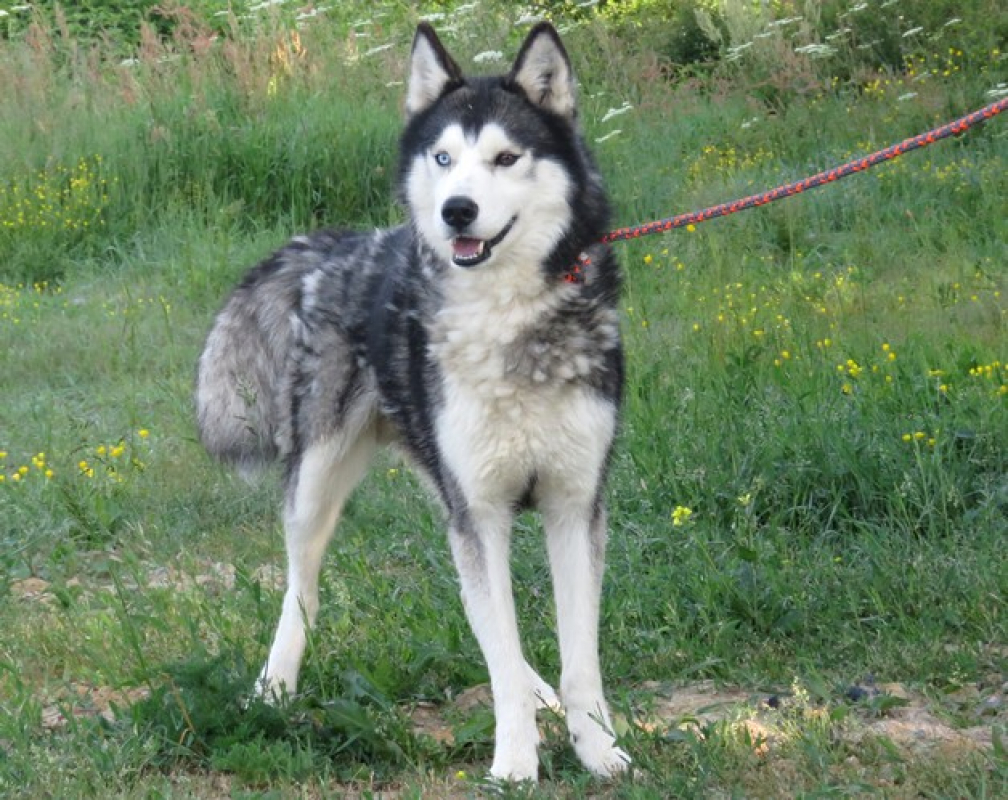Ice - Chien Husky Sibérien à adopter - photo 5
