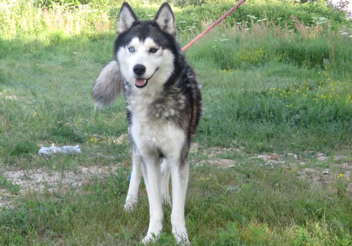 Ice - Chien Husky Sibérien à adopter - photo 6