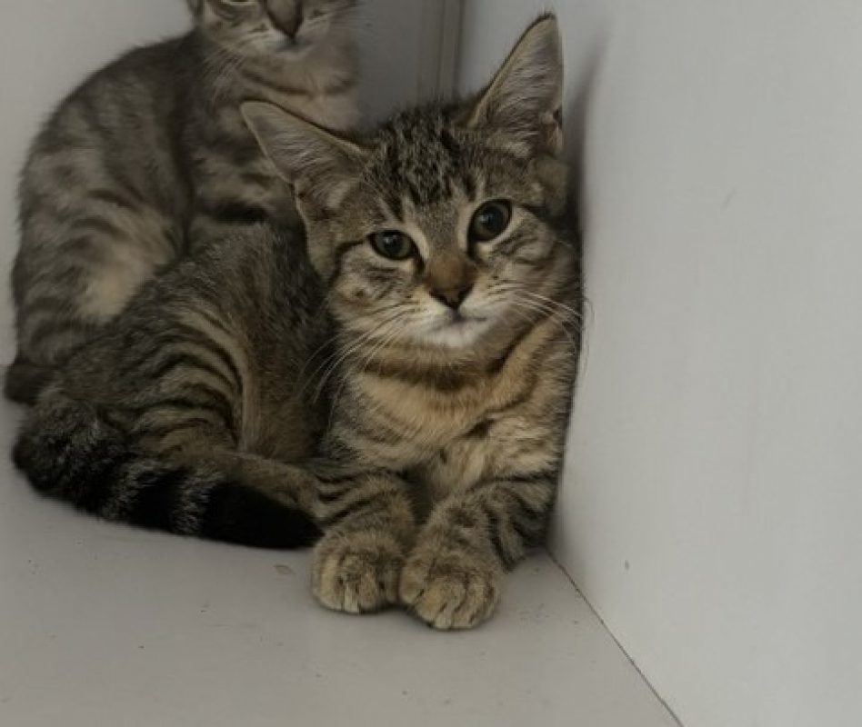 Kara - Chat Européen à adopter