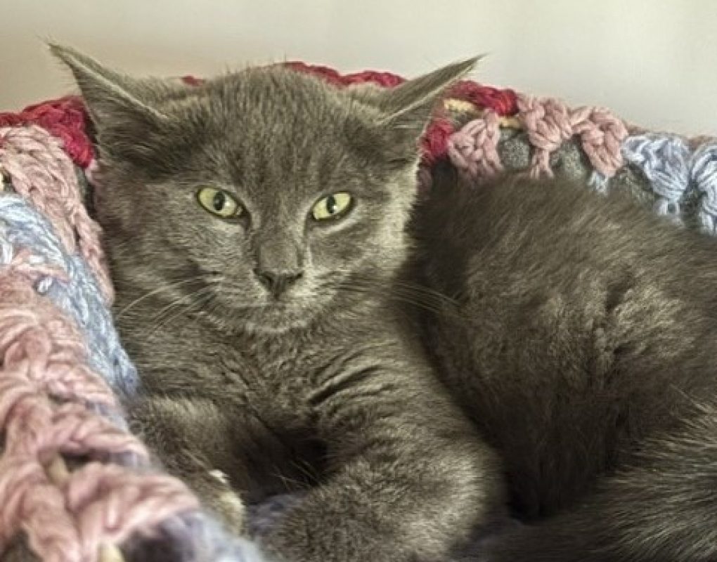 Black widow - Chat Européen à adopter