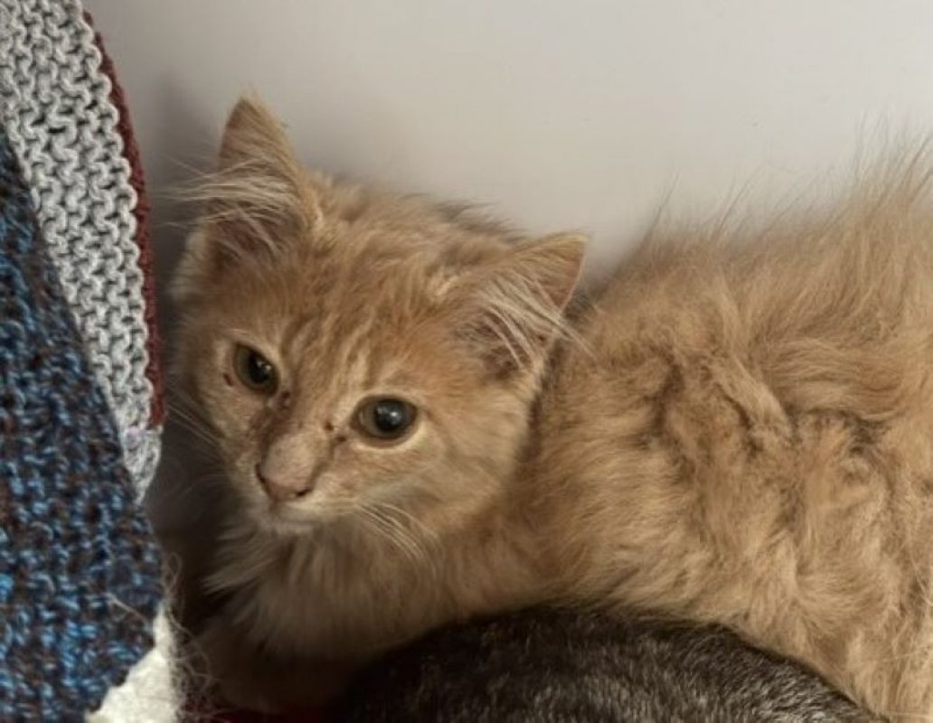 Zelda - Chat Européen à adopter