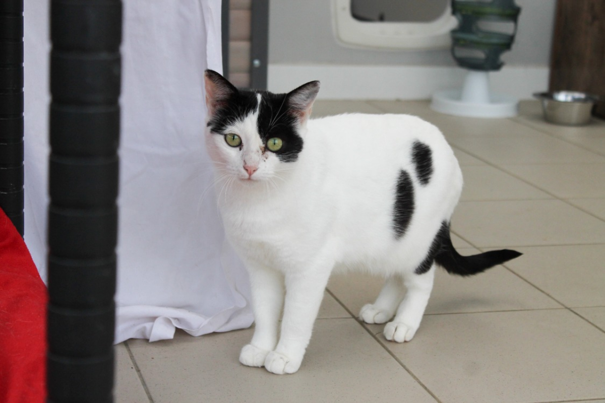 Photo #1 de Cocopops