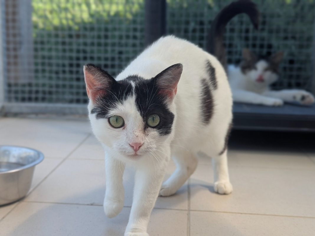 Photo #2 de Cocopops