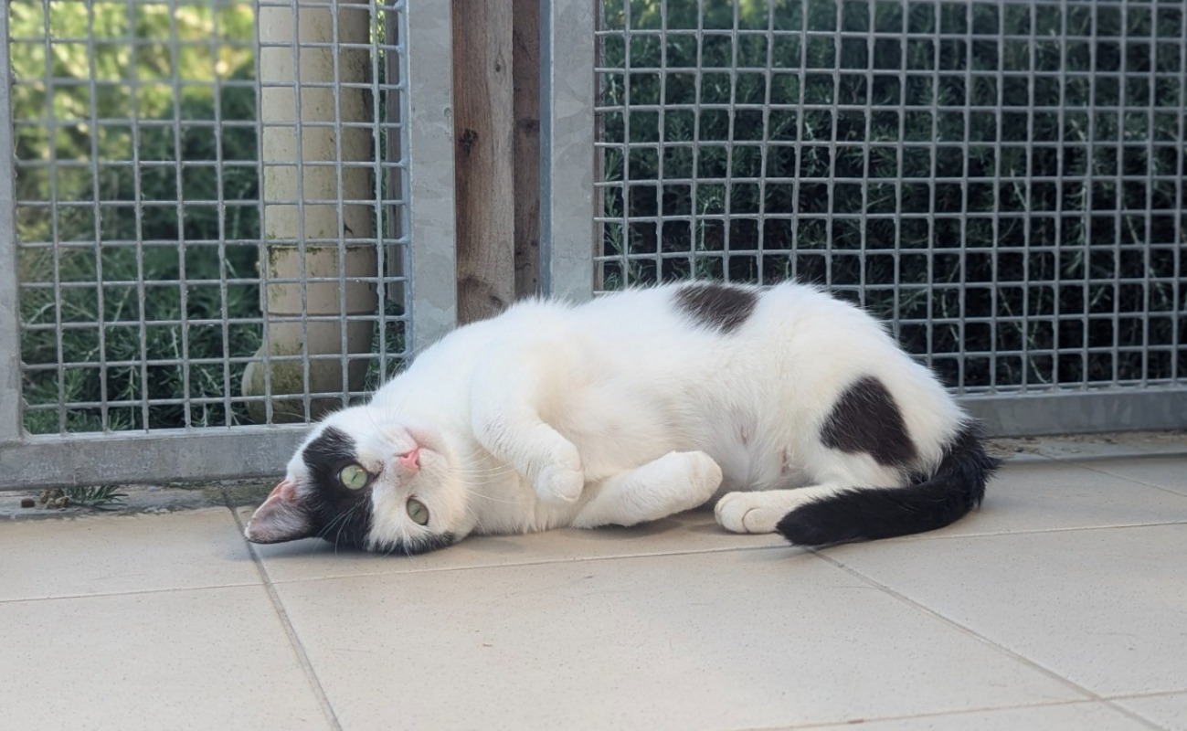 Photo #3 de Cocopops