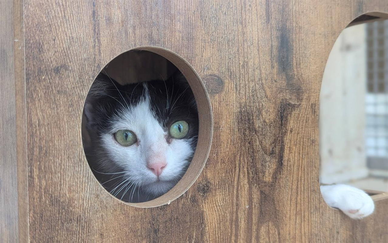 Photo #4 de Cocopops