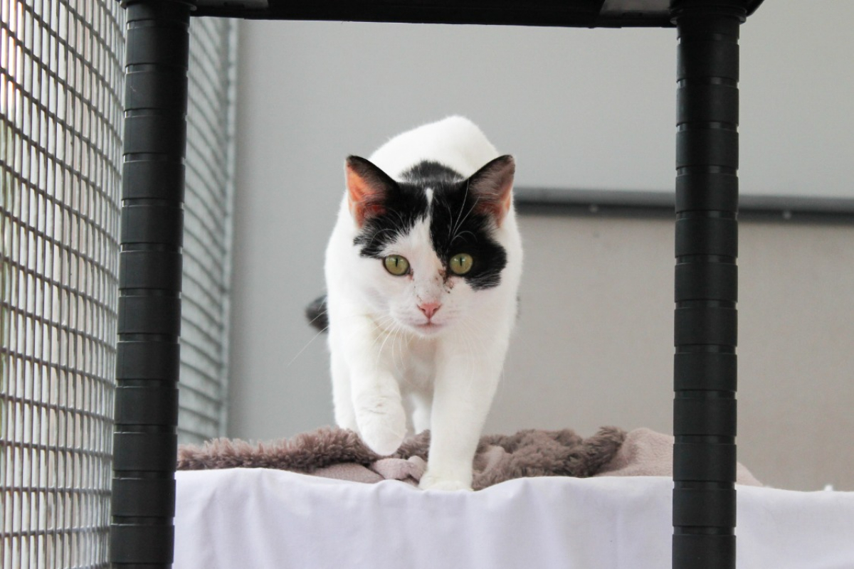 Photo #5 de Cocopops