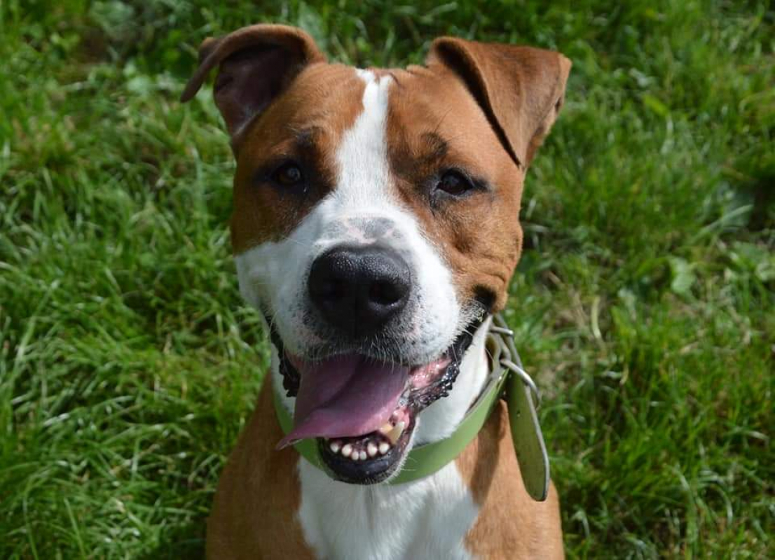 Lucky - Chien à adopter