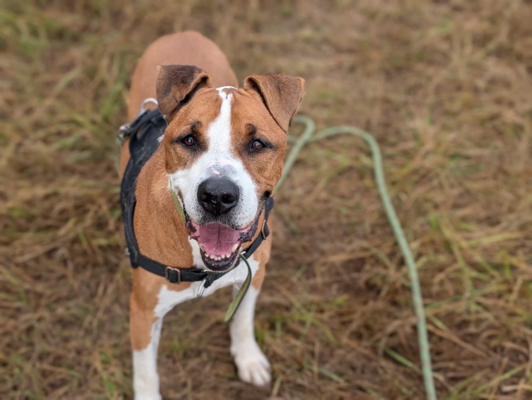 Lucky - Chien à adopter
