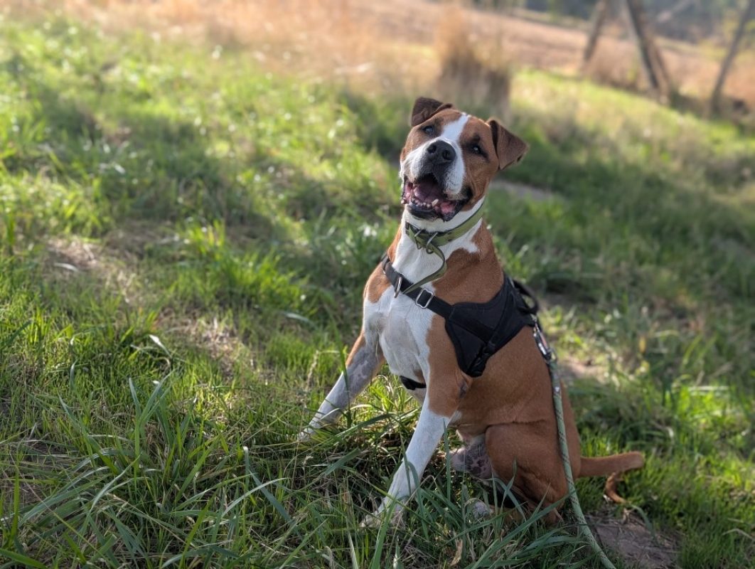 Lucky - Chien à adopter - photo 2