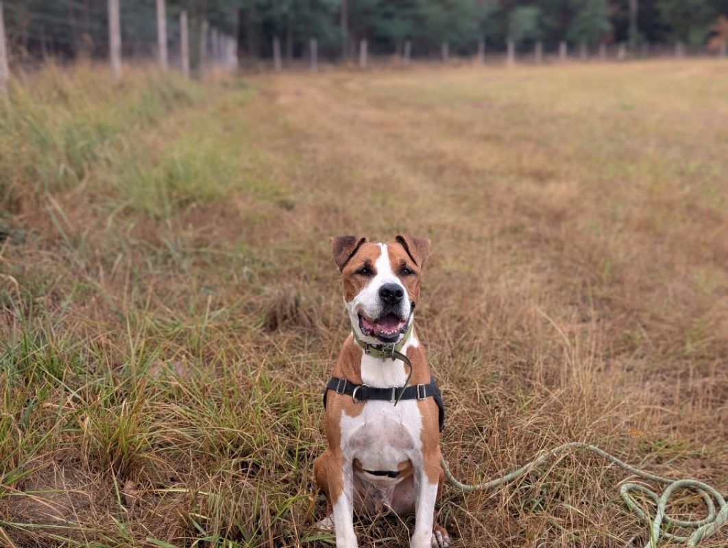 Lucky - Chien à adopter - photo 3