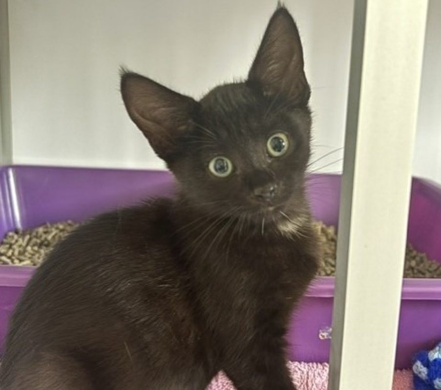 Bagheera - Chat Européen à adopter