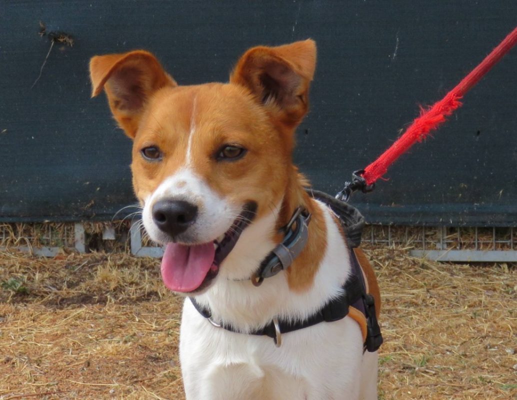 Bolt - Chien à adopter