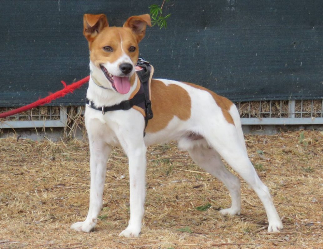 Bolt - Chien à adopter - photo 2