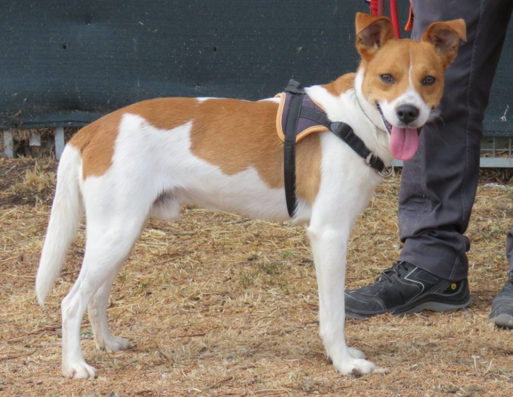 Bolt - Chien à adopter - photo 3