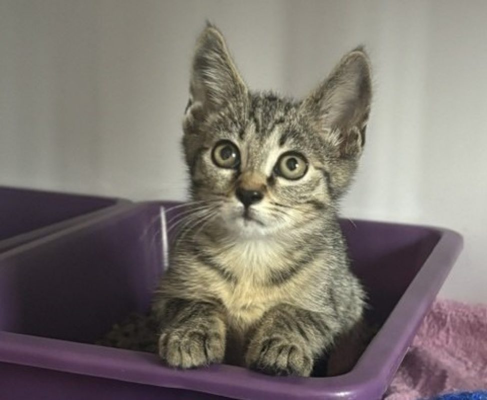 Storm - Chat Européen à adopter