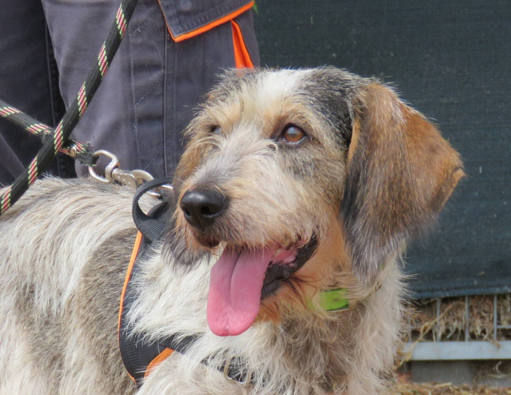 Pandora - Chien Briquet Griffon Vendéen à adopter