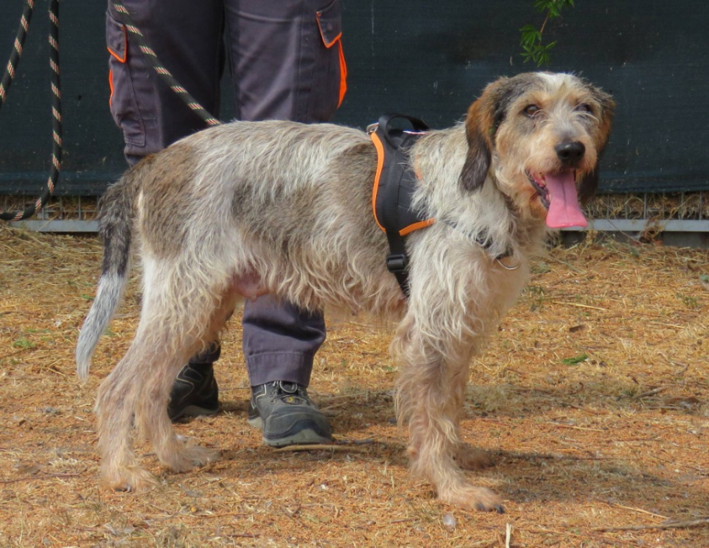 Pandora - Chien Briquet Griffon Vendéen à adopter - photo 2
