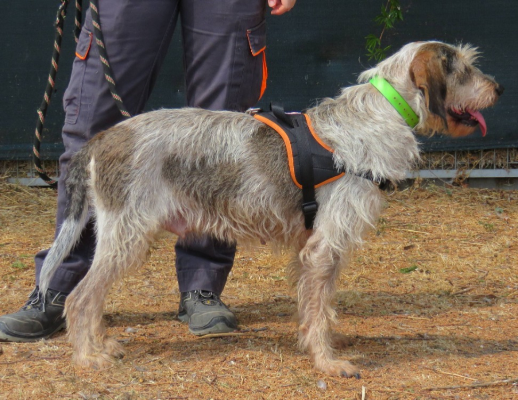 Pandora - Chien Briquet Griffon Vendéen à adopter - photo 3