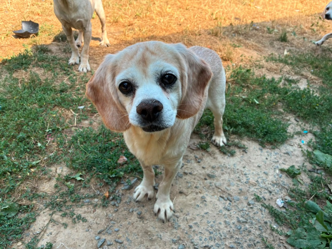 Tikvah - Chien Beagle à adopter