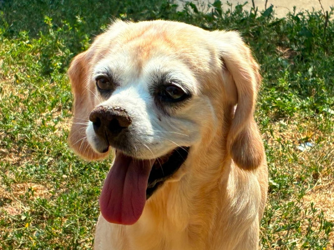 Tikvah - Chien Beagle à adopter - photo 2