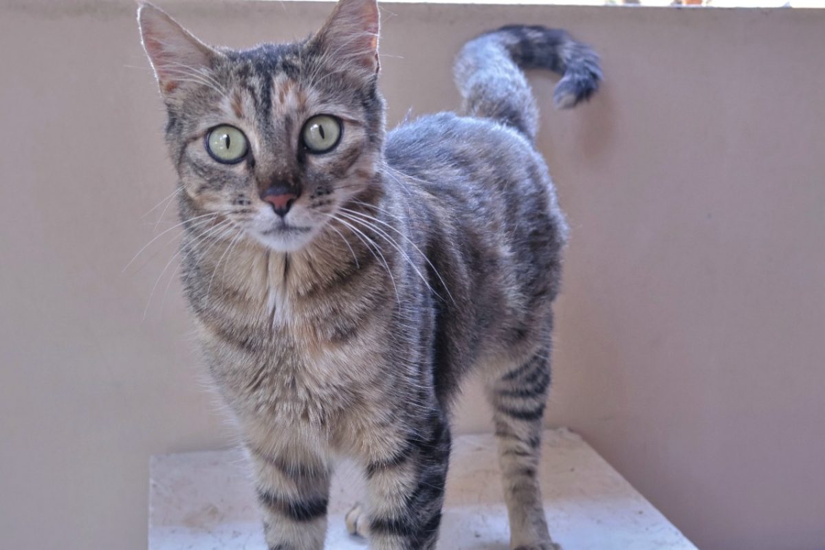 Kitty - Chat Européen à adopter