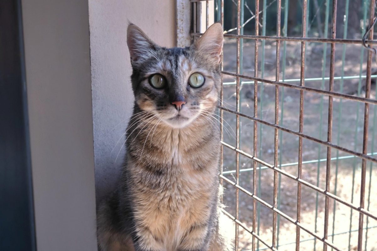 Kitty - Chat Européen à adopter - photo 2