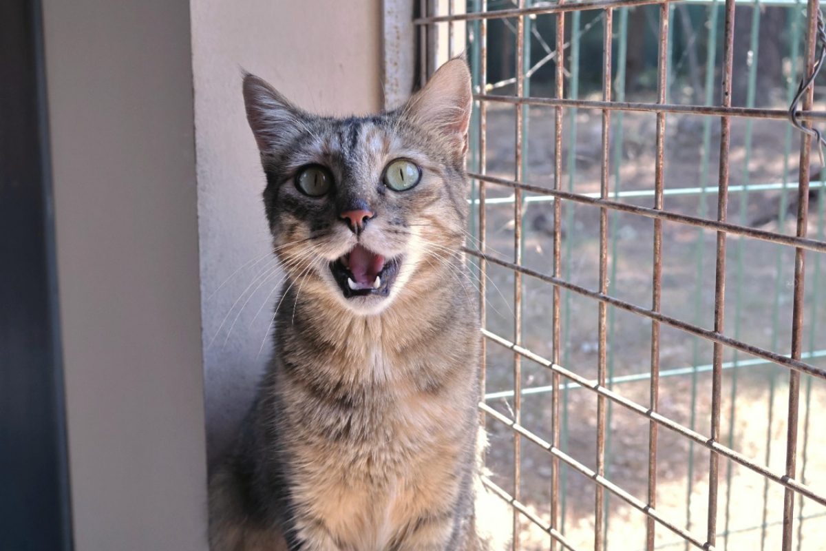 Kitty - Chat Européen à adopter - photo 3