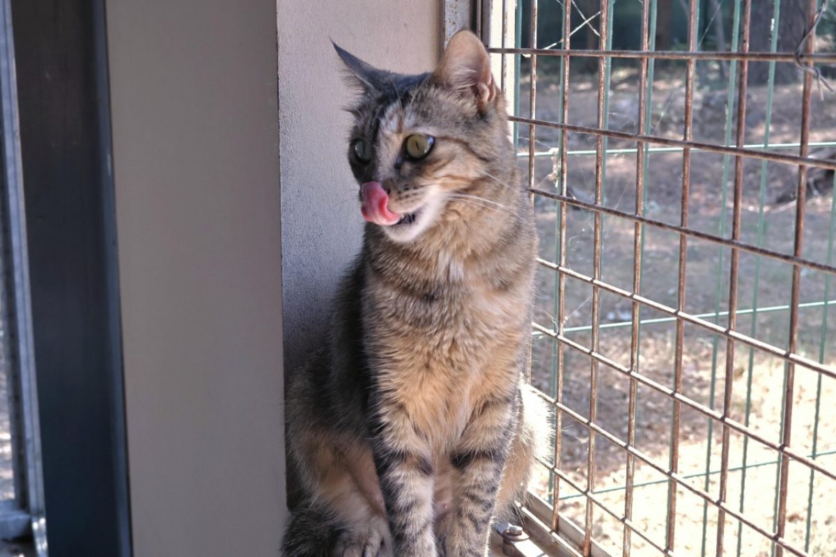 Kitty - Chat Européen à adopter - photo 4