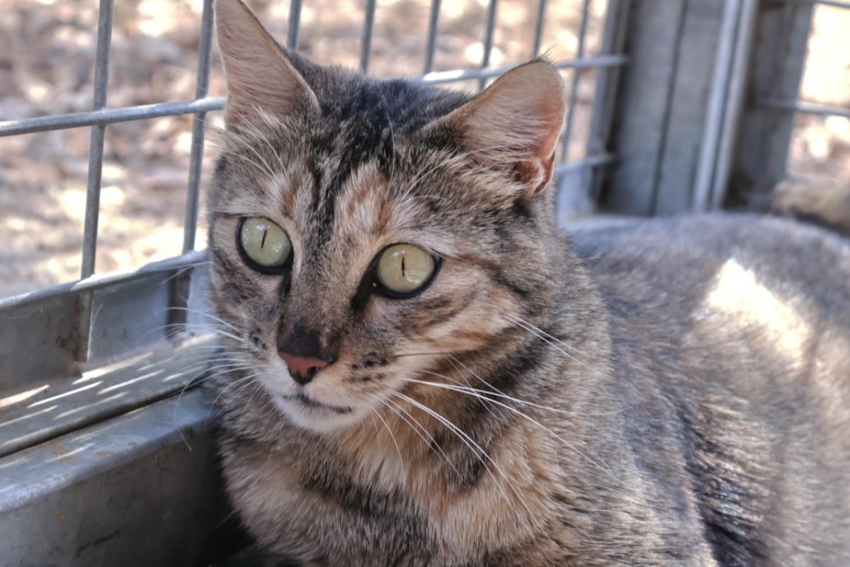 Kitty - Chat Européen à adopter - photo 5