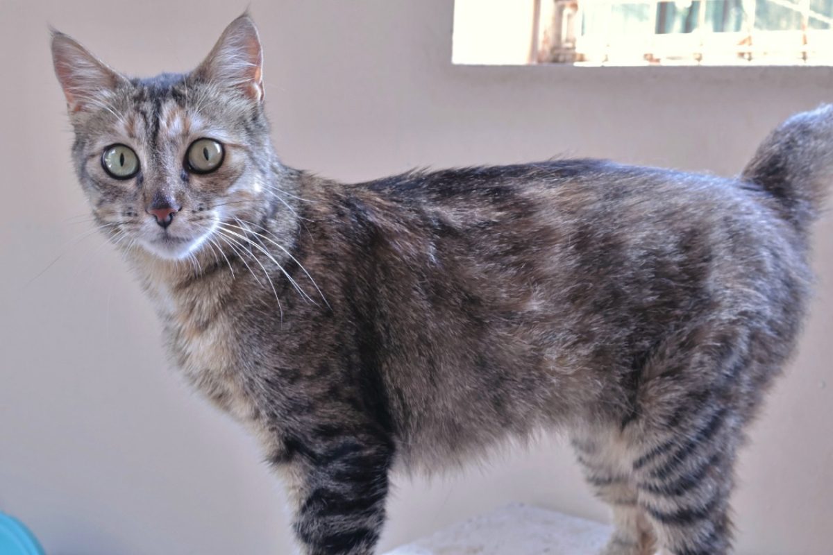 Kitty - Chat Européen à adopter - photo 6