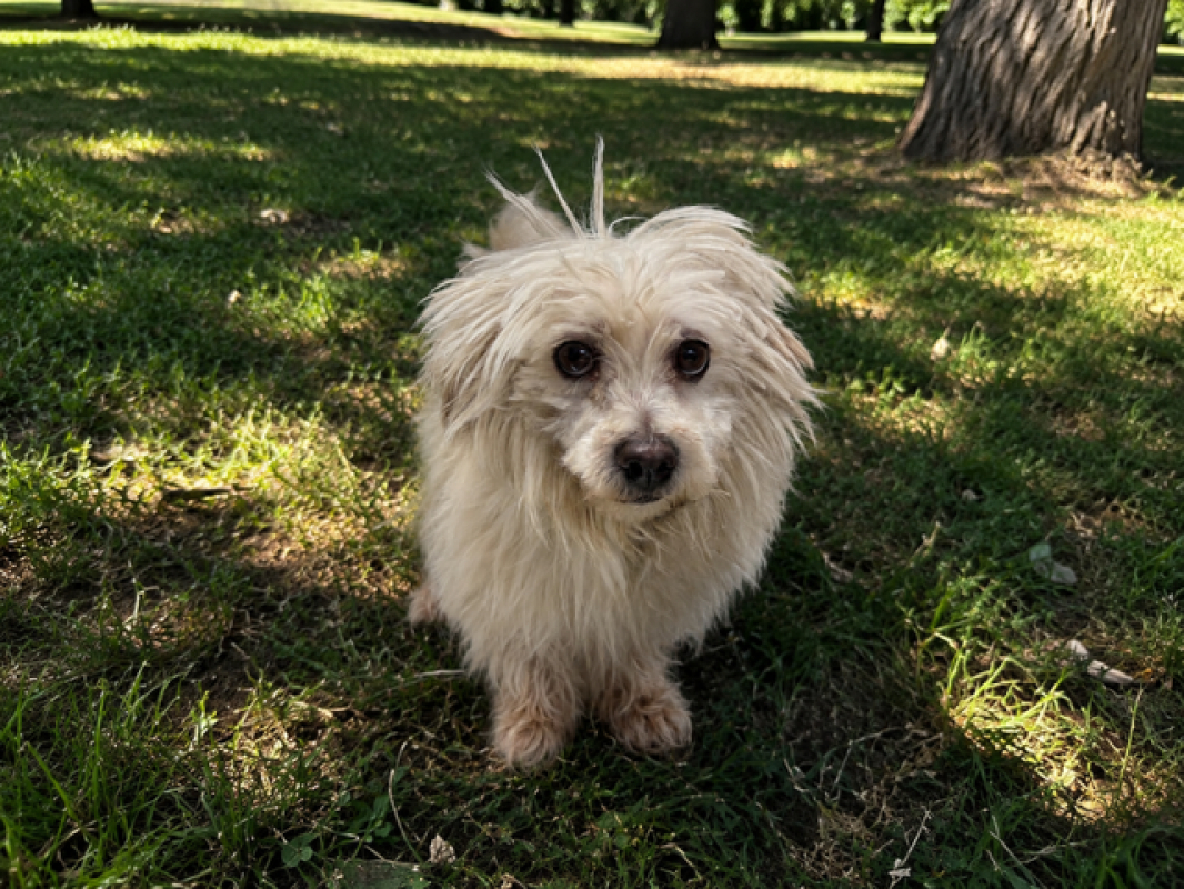 Maurice - Chien Bichon à poil frisé à adopter