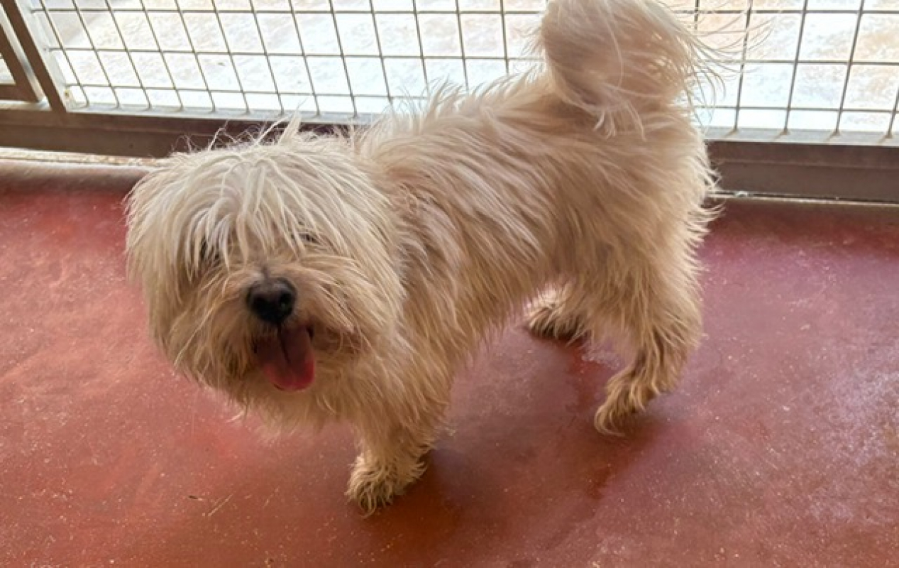 Maurice - Chien Bichon à poil frisé à adopter - photo 2