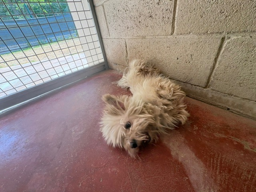 Maurice - Chien Bichon à poil frisé à adopter - photo 3