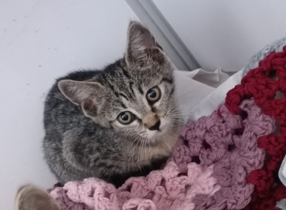 She-hulk - Chat Européen à adopter