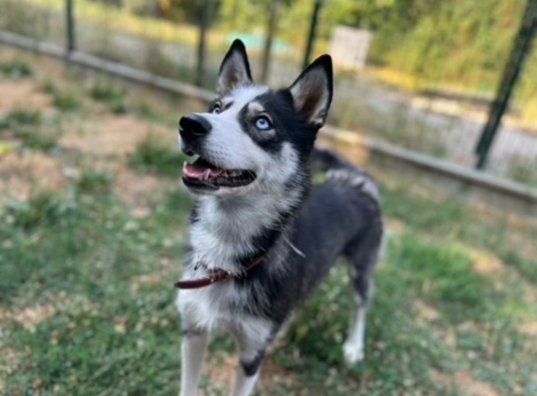 Tina - Chien Husky Sibérien à adopter