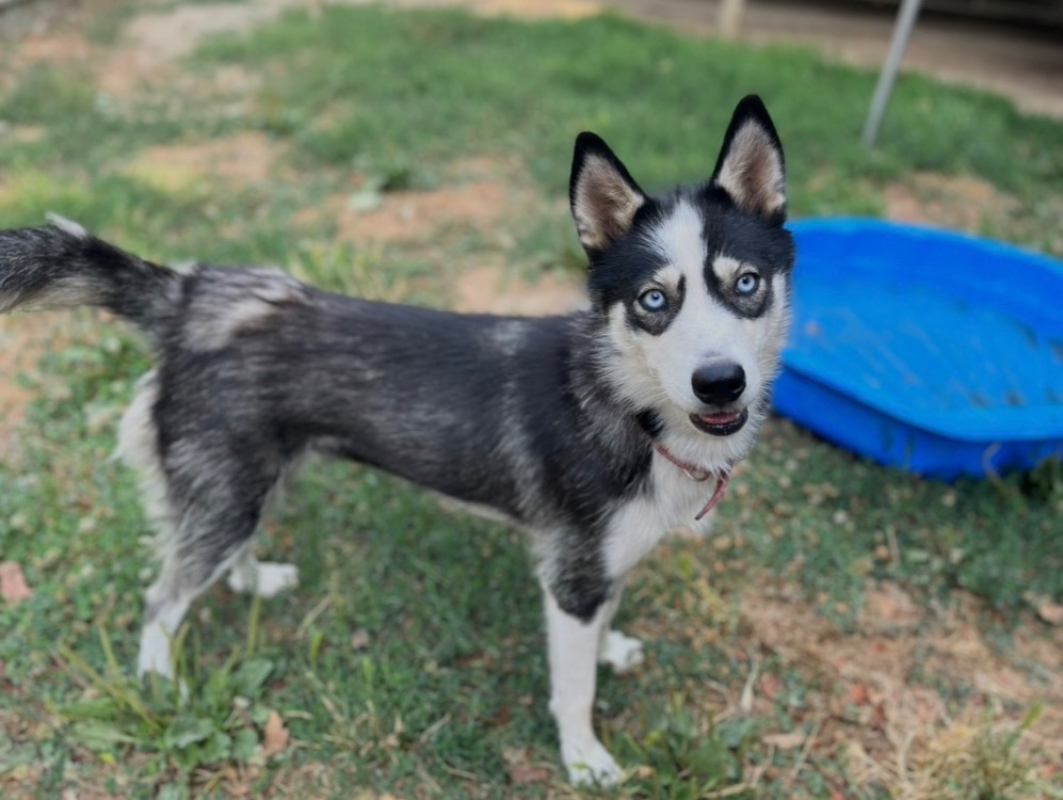 Tina - Chien Husky Sibérien à adopter - photo 2