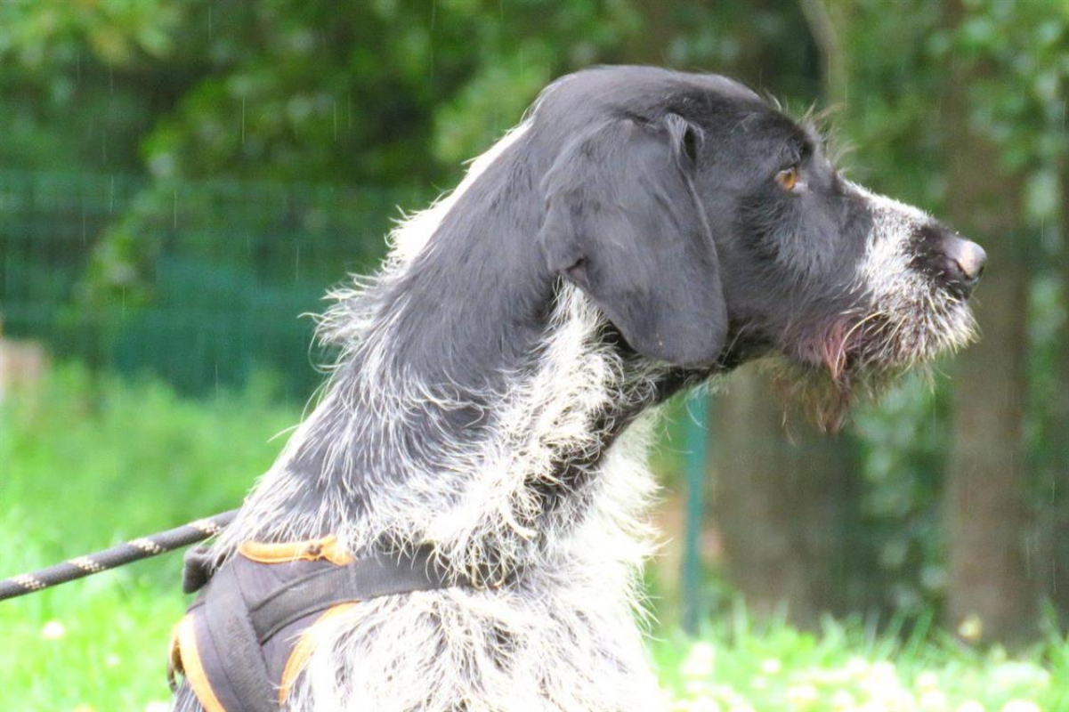 Photo #3 de Arlequin