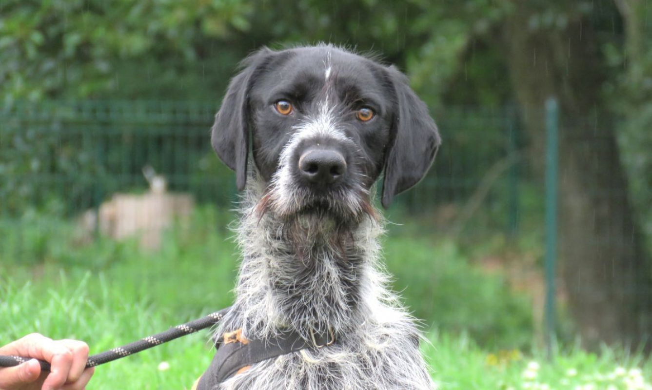 Photo #1 de Arlequin