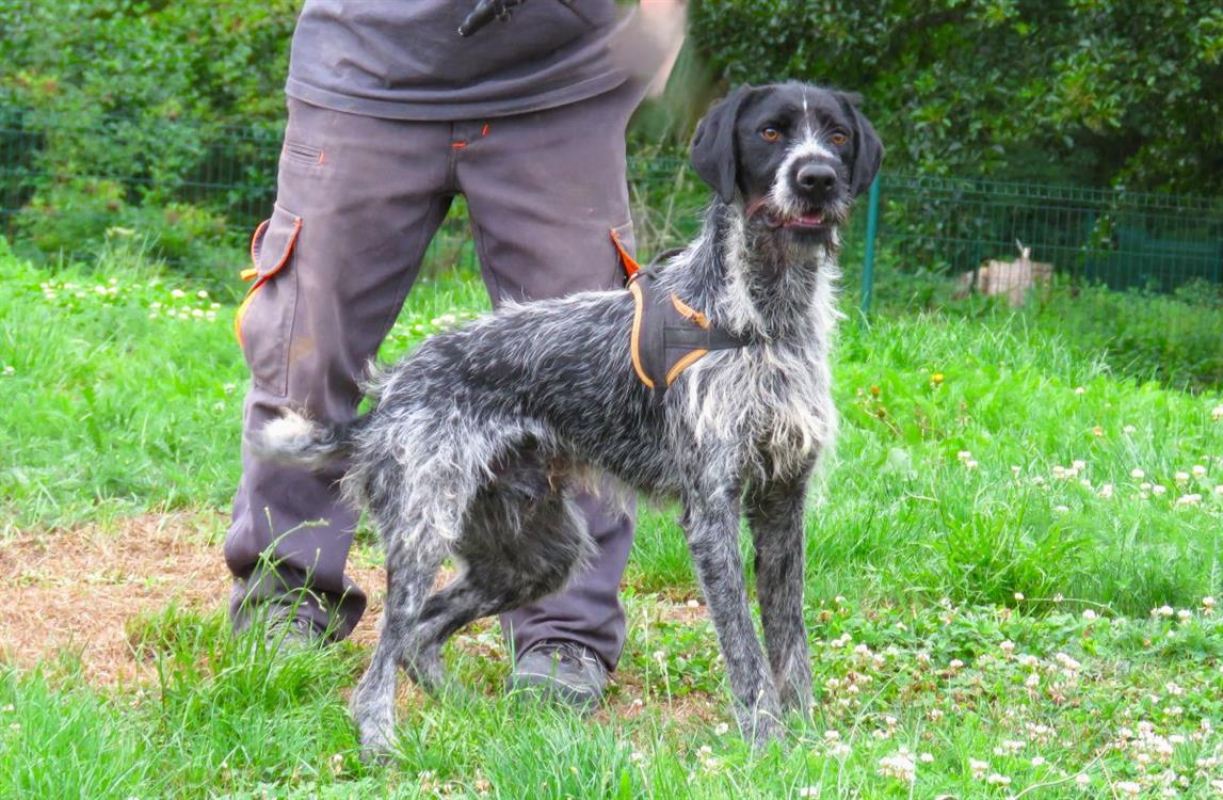 Photo #2 de Arlequin